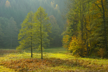 Schwarzbachtal, Elbsandsteingebirge