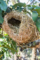 bird nest on tree branch