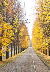 Obraz premium Autumn alley