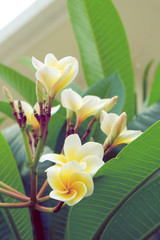 white frangipani tropical flower, plumeria flower fresh blooming