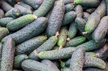 freshly cucumbers as texture