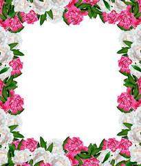 peony flowers isolated on white background