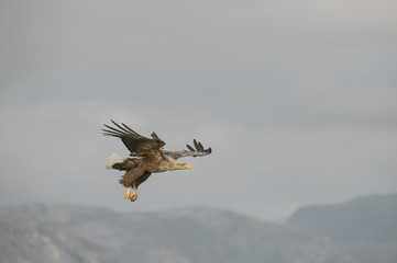 Eagle Hunting