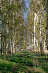 Fototapeta premium Birkenwald