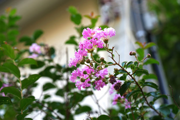 Naklejka premium pink flower closeup in village