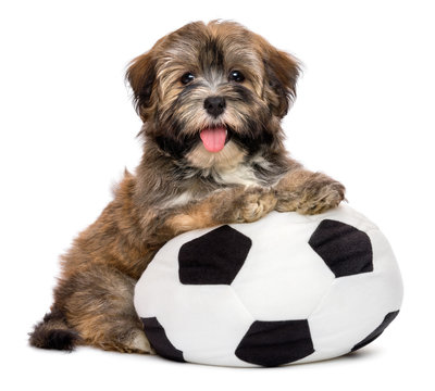 Cute happy havanese puppy dog playing with a soccer ball toy