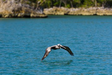 flying pelican