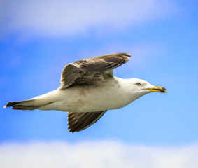 Möve