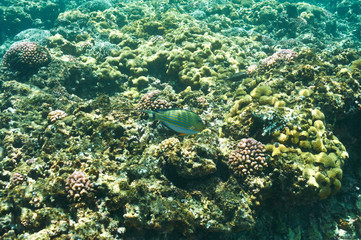 Fototapeta premium Coral reef and fish