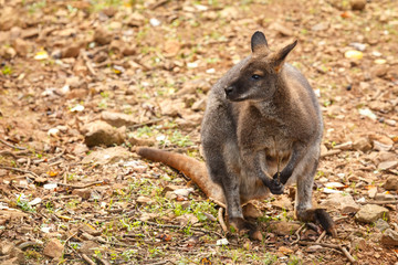 Kangaroo at liberty