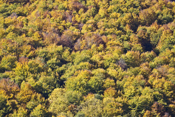 trees with autumn colours