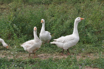 Gänse
