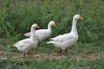 Gänse