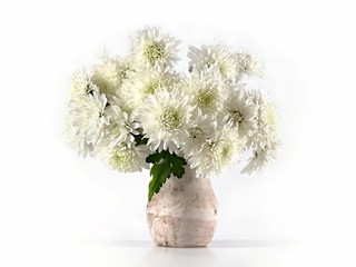 white chrysanthemums in a ceramic vase on a white background