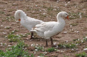 Gänse