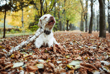 labrador playing with stick in autumn leaves in park