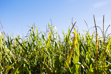 Closeup of a field of corn