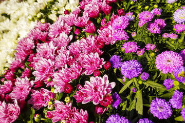 Flowers asters