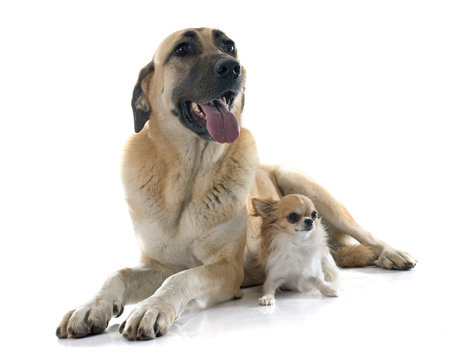 Anatolian Shepherd dog and chihuahua