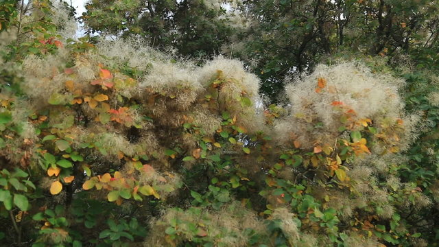 Smoke tree in botanical gardens
