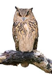 Eurasian eagle-owl on white