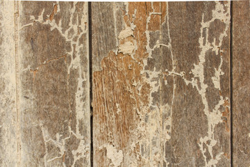 Termites, Worm infested wood as background