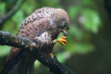 essender Falke