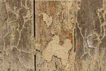 Termites, Worm infested wood as background