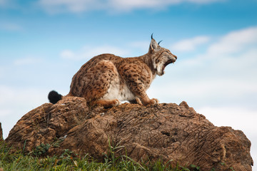 Lynx at liberty