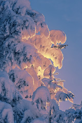 Closeup of frozen fir tree branches covered by heavy snow, glowing in the sunset sunlight.