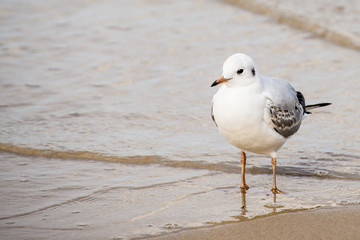 Lachmöwe am Ostseestrand