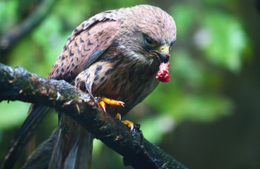 essender Falke