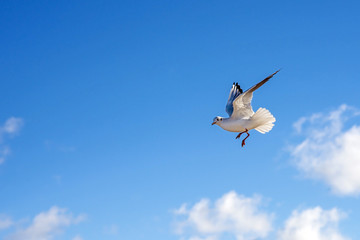 Lachmöwe beim Flug