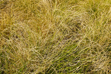 Background of dry grass