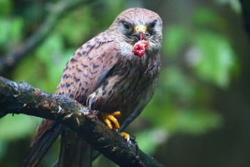 essender Falke