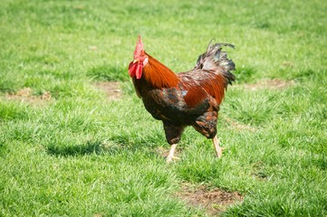 Hahn auf der Hühnerwiese