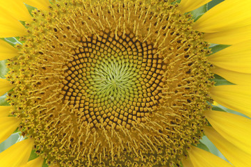 Texture of sunflower disk