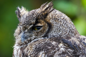 Great Horned Owl