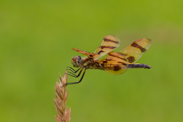 Halloween Pennant (Celithemis eponina)