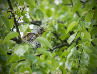 Thrush
