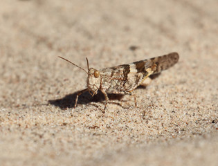 Close up of grasshopper in sand