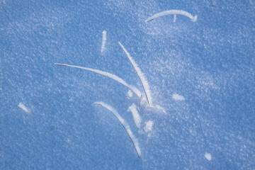 Oszronione trawy na śniegu - obrazy, fototapety, plakaty