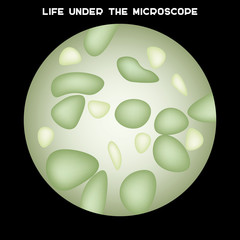 Microorganisms under microscope