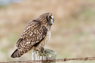 Short eared Owl