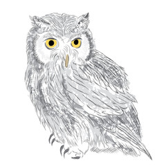 Owl were drawn by hand. Owl vector . Bird clothing .