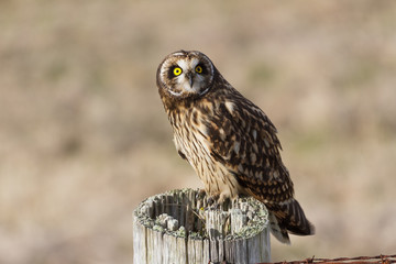 Short eared Owl