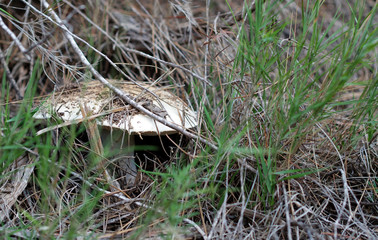 Autumn time - hiding mushroom