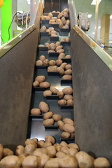 Potatoes sorting line