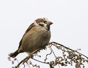 Discolorationed Eurasian Tree Sparrow