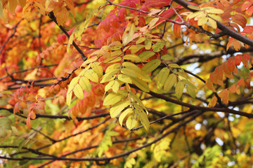 autumn tree branches